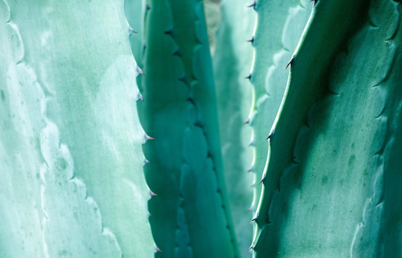 Close up of cactus