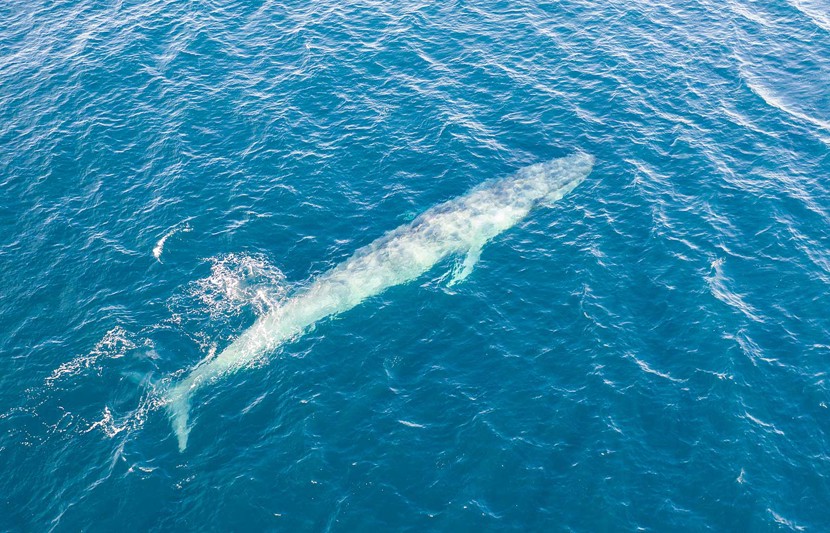 Data insights article - mapping pygmy blue whales for a proposed offshore wind farm development