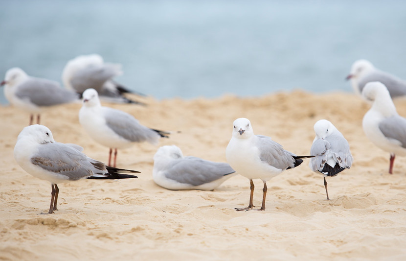 Silver gulls on beach - Adobe Stock