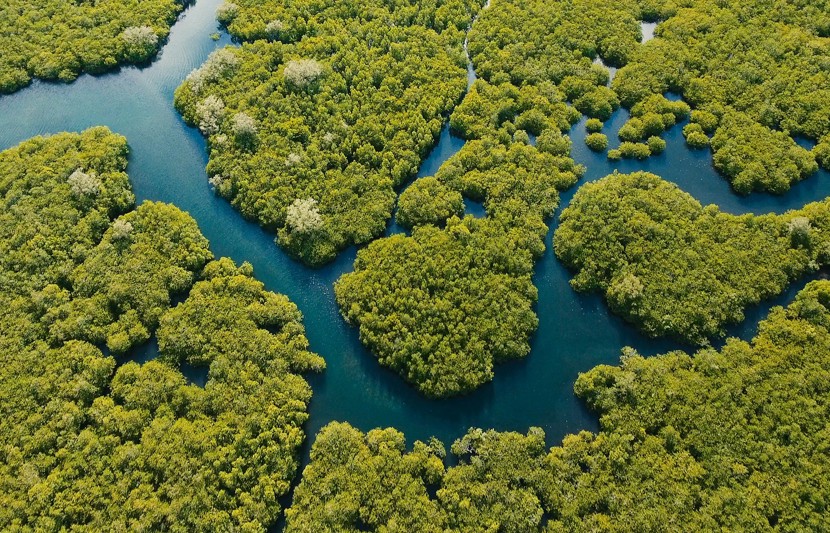 Mangrove ecosystem