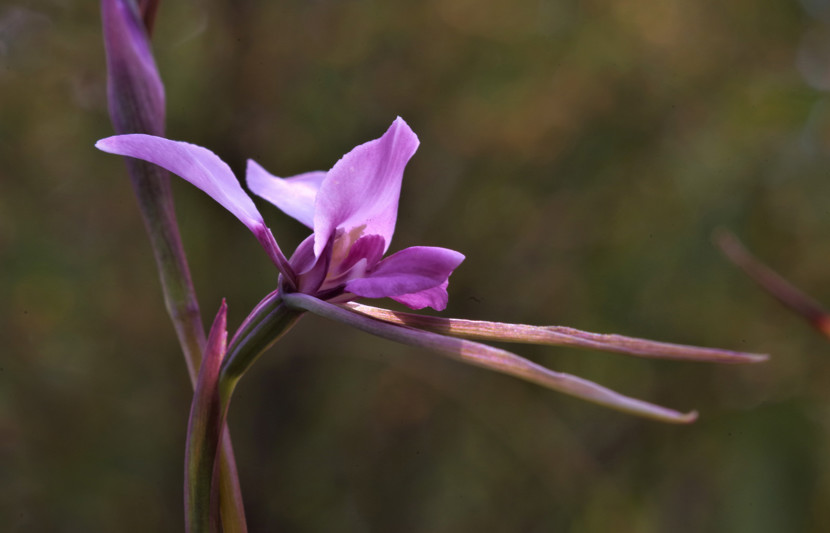 Diuris arenaria orchid in bloom