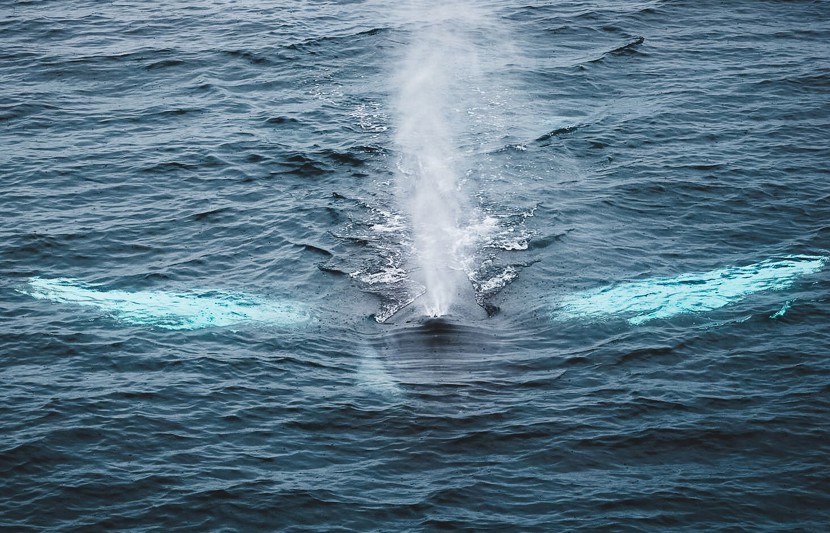 PSO Sean O'Sullivan, Humpback Whale