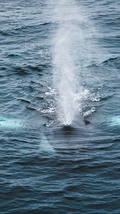 PSO Sean O'Sullivan, Humpback Whale