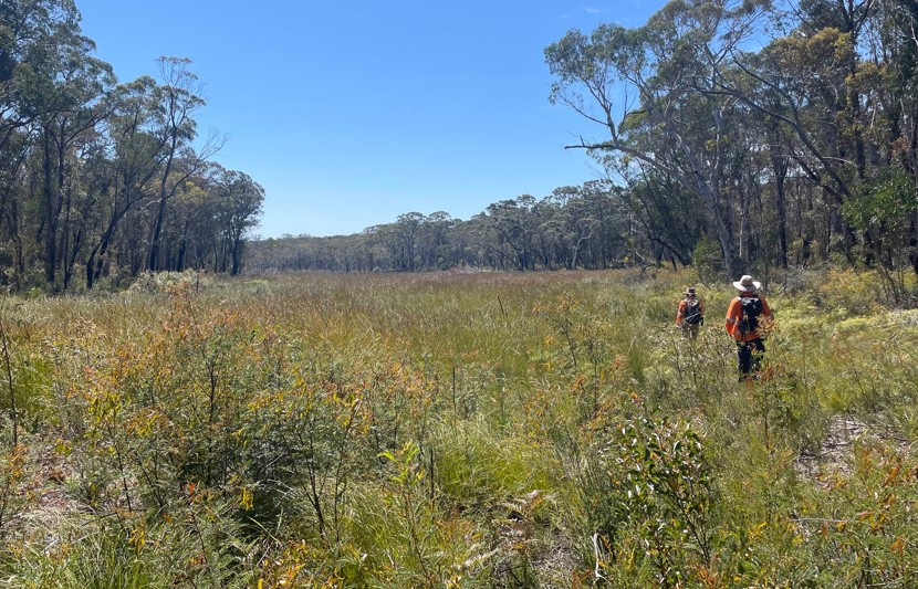 Two RPS ecologists dressed in orange his-vis walk through dense bushland. 