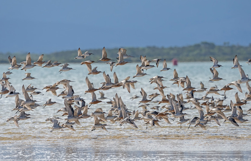 Mixed flock in flight