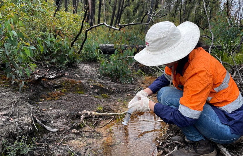 Collecting DNA samples for monitoring the Giant Dragonfly