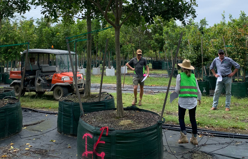 RPS landscape architects tree positioning wearing bright green PPE, standing behind an enormous tree. 