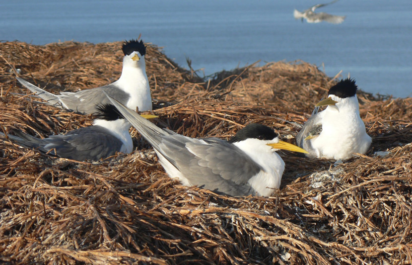 A group of crested tern on Montague Island