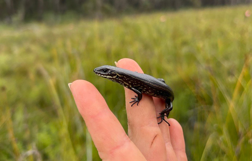 A close-up of a skink perched on an RPS ecologists fingertips. There is a visible cut on her hand. 